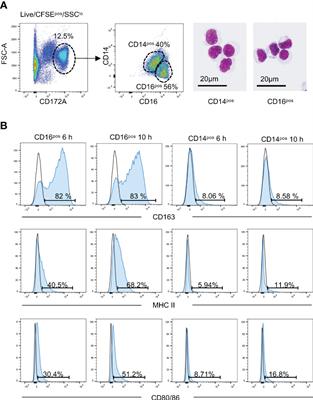 Differential early response of monocyte/macrophage subsets to intra-operative corticosteroid administration in lung transplantation